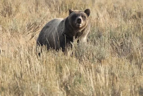 Backpacker Injured by Bear in Yellowstone Transported to Medical Facility